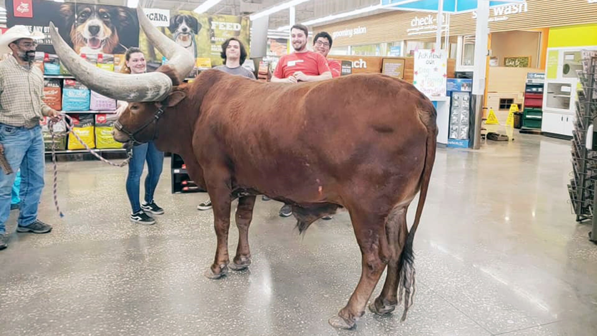 When a store advertises “All leashed pets are welcome,” don’t be surprised if someone calls your bluff. 
That’s what Vincent Browning did Monday when he visited the Petco in Atascocita. Brown strolled in with a giant longhorn -- on a leash, of course.