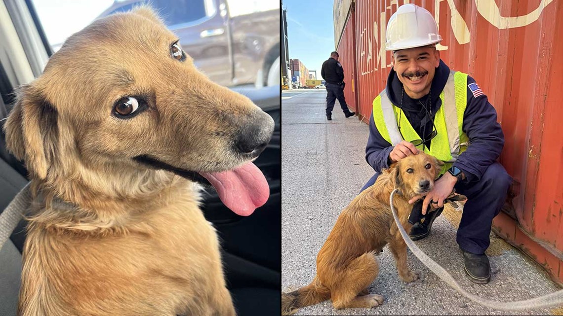 Dog found in container at Port Houston, taken to shelter - Vimarsana News