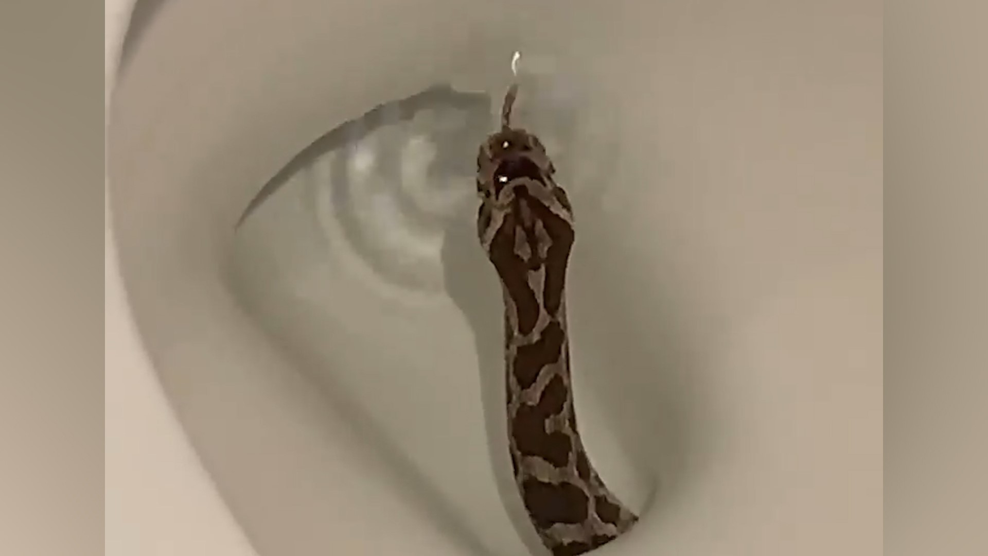 The man, whose Facebook profile says he lives in Abilene, recently posted to Facebook a video of a snake in his toilet.