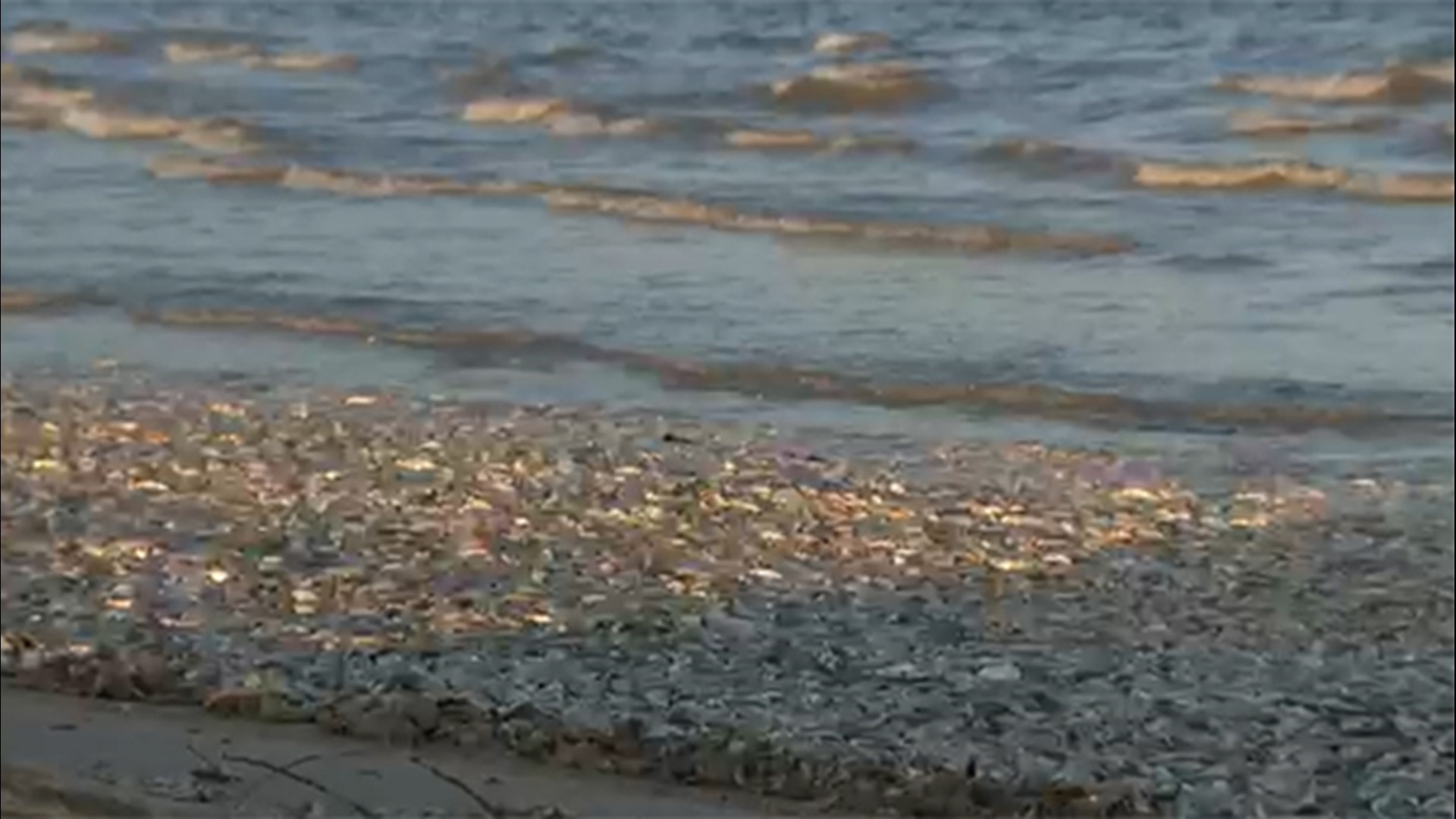 Why are dead fish on beaches in Brazoria County, Texas? | kcentv.com