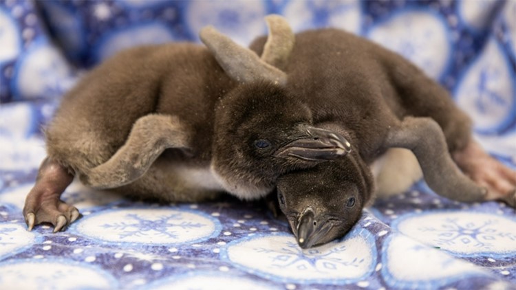 Moody Gardens shows off two macaroni penguin chicks