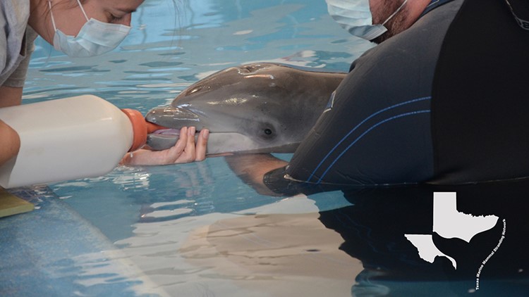 Stranded Dolphin Calf Getting Round The Clock Care At Tmmsn Kcentv Com