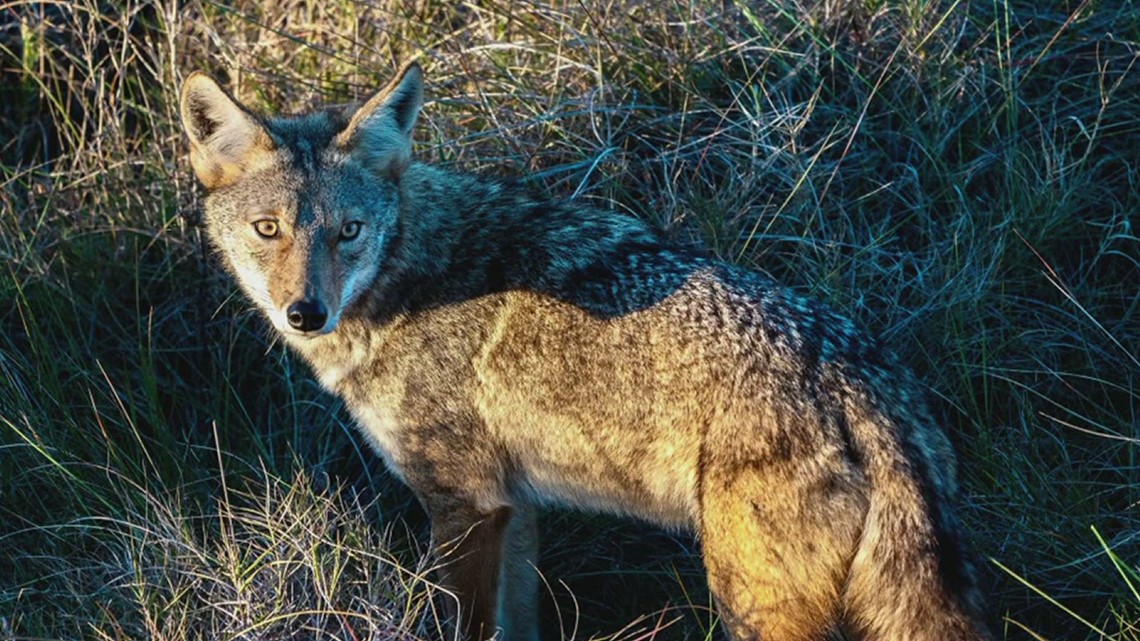 Central Texas News | How to protect your pets from coyotes - Vimarsana News