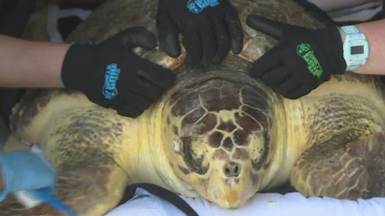 At least 170 loggerhead sea turtles have washed up on Corpus Christi shores, marine experts investigating