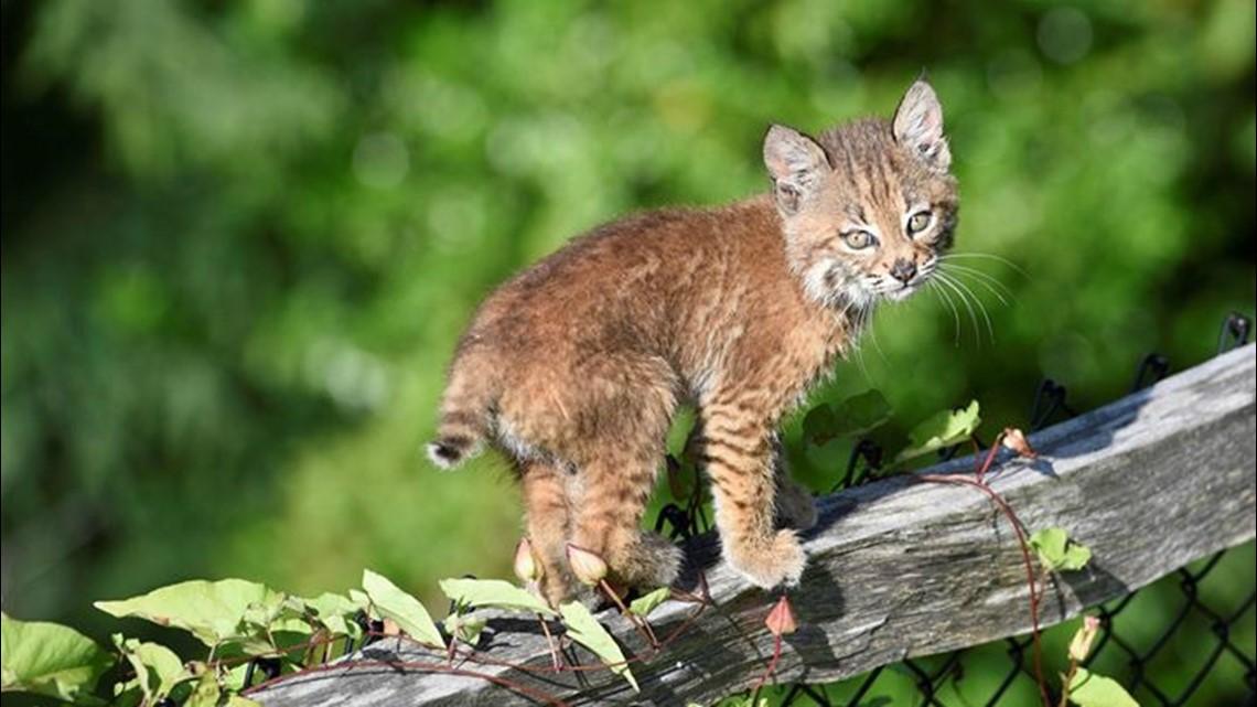 Photogenic Bobcat Kitten In Snoqualmie Kcentv Com