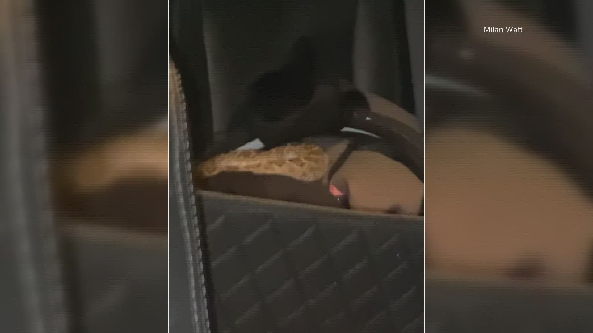 Milan Watt said the snake was likely in her backseat for two weeks.