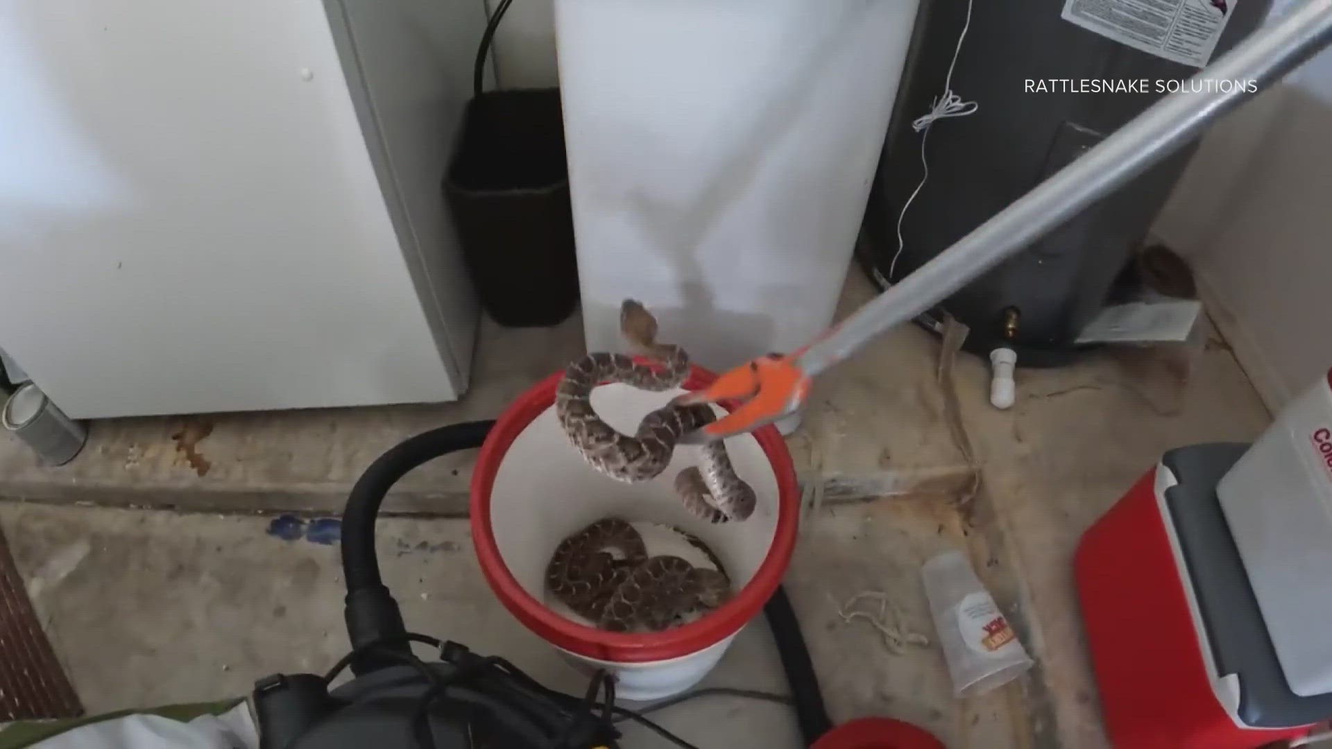 Snake wrangler Marissa Maki found most of the rattlers coiled around the base of a hot water heater in the unidentified homeowner’s cluttered garage Tuesday.