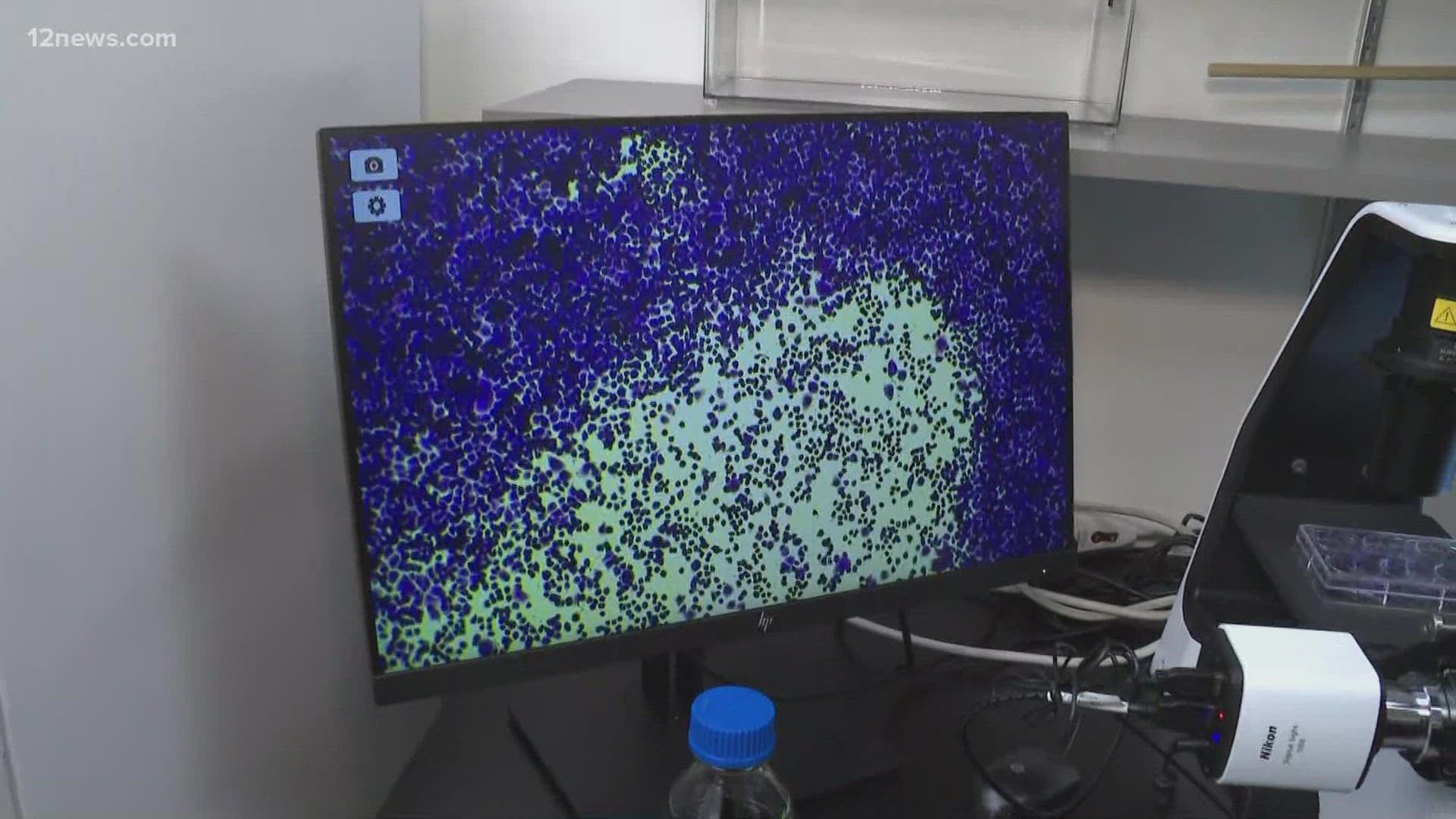The researchers use in-depth tools to see how well specific plants can help treat numerous viruses throughout the world.
