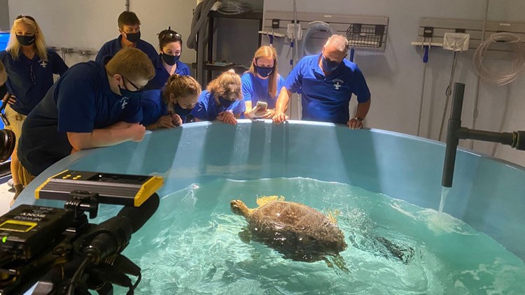 St. Louis Aquarium welcomes rescue turtle | www.semadata.org