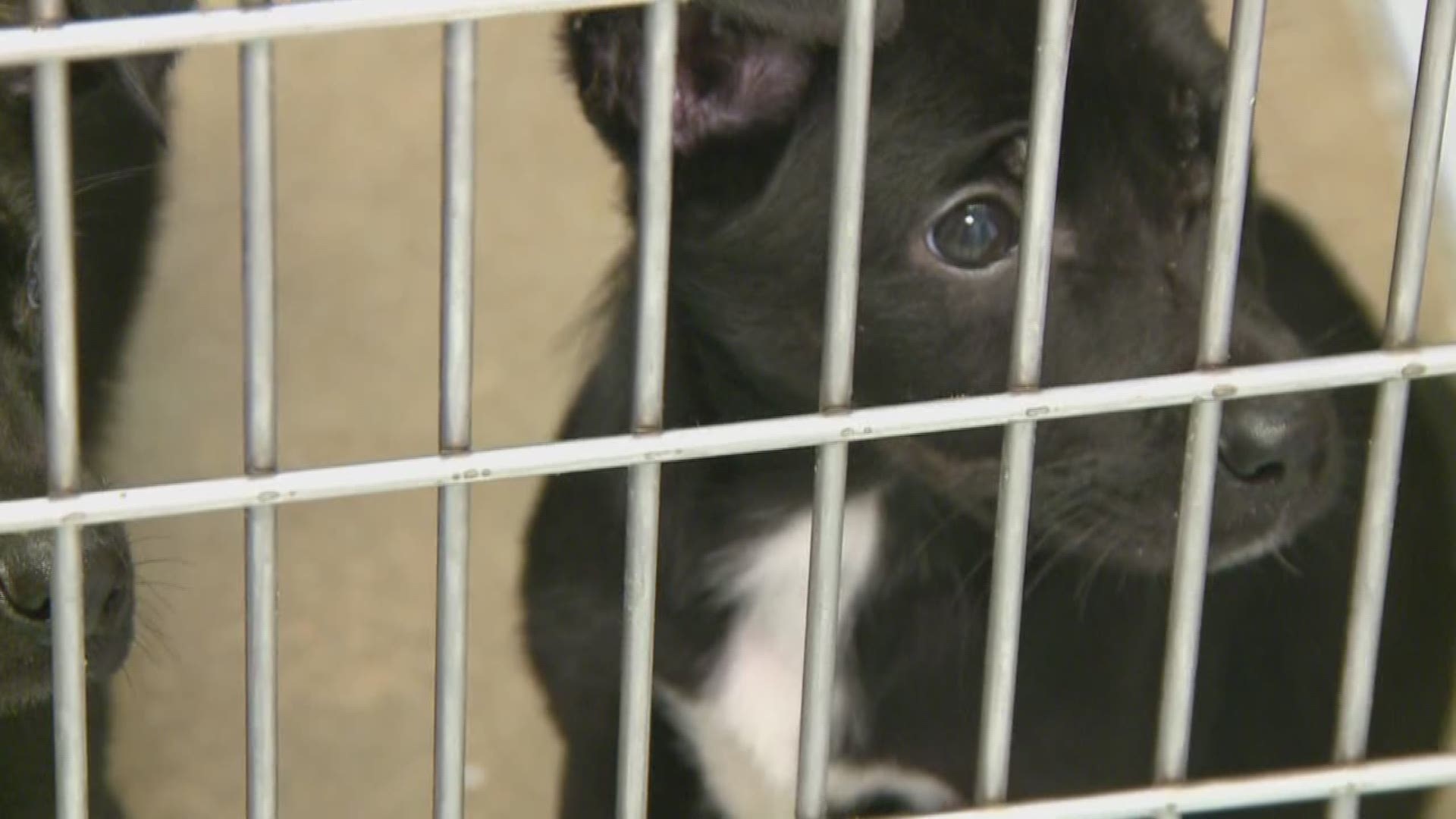 The North Little Rock Animal Shelter has about 98 dog cages, and expect all of them to be full in a few days.