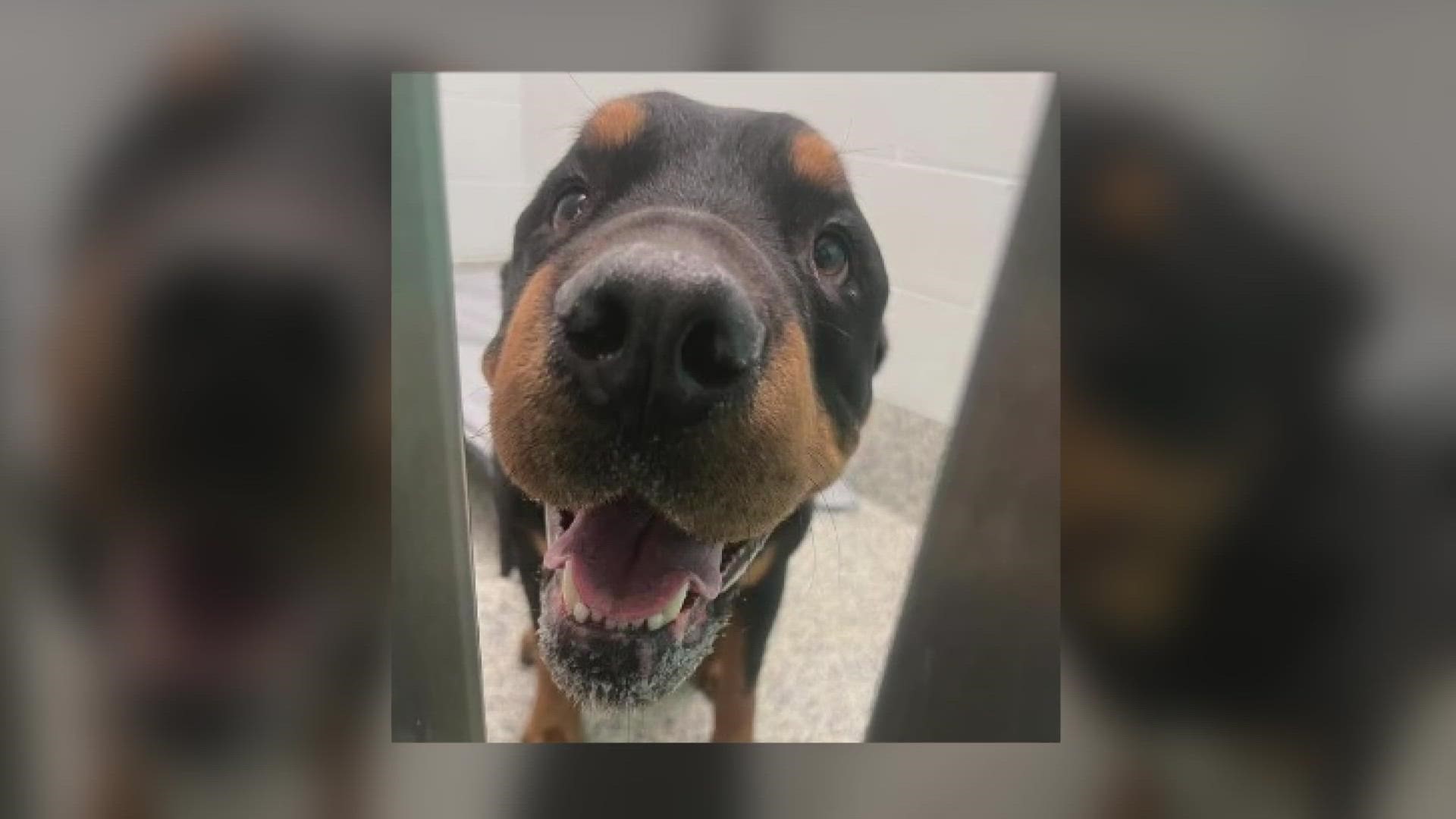A dog named Bear went missing from his yard in Texas three years ago. His journey after that brought him to Colorado and a new family.