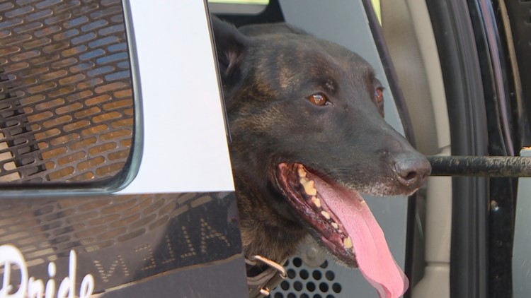 Why legal pot is forcing some drug dogs into retirement
