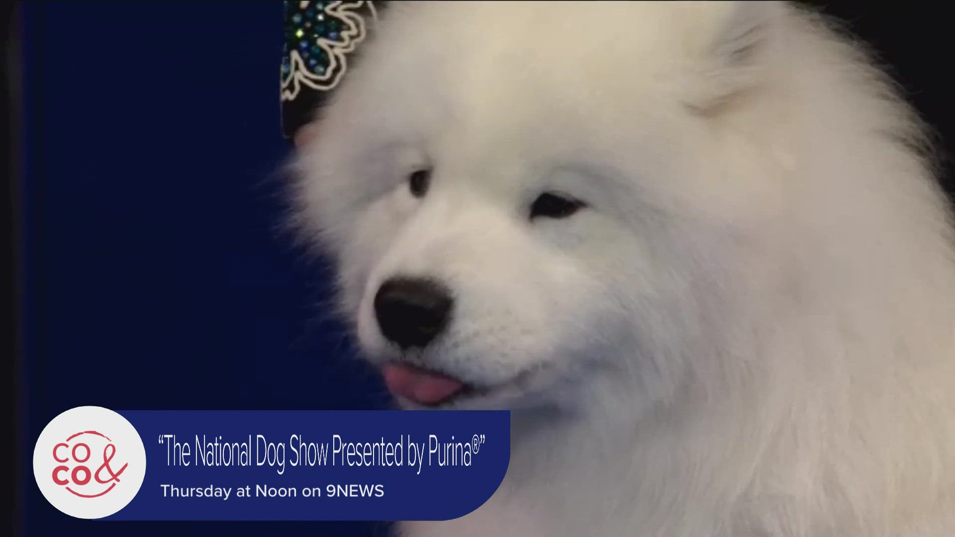 The National Dog Show happens right here on 9News after the Macy's Thanksgiving Day Parade. Wooooooof.