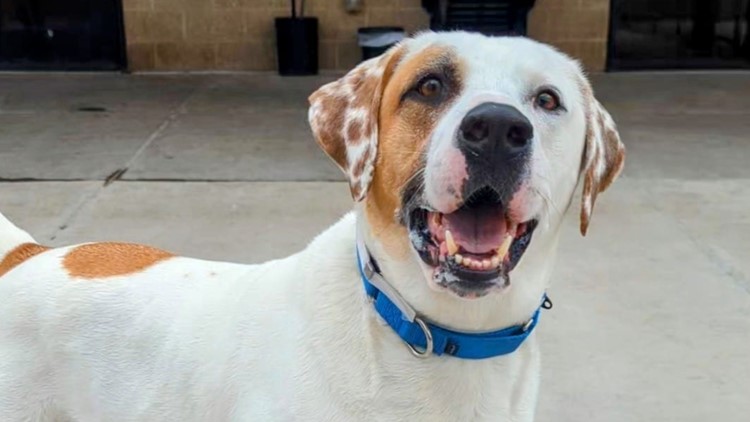 Half-price pet adoptions Saturday at Bell County Texas Animal Shelter