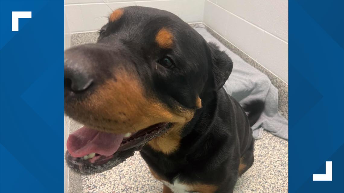 Mystery solved of how dog from Texas ended up on Colorado highway - Vimarsana News