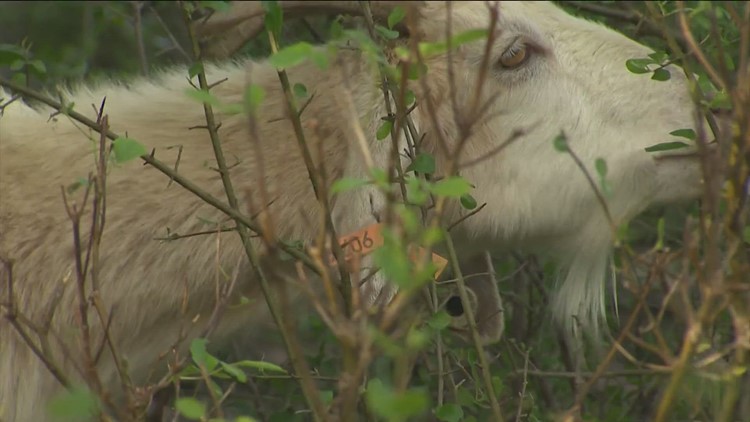 Oh my goat! A Georgetown developer is implementing a herd of goats for mowing jobs