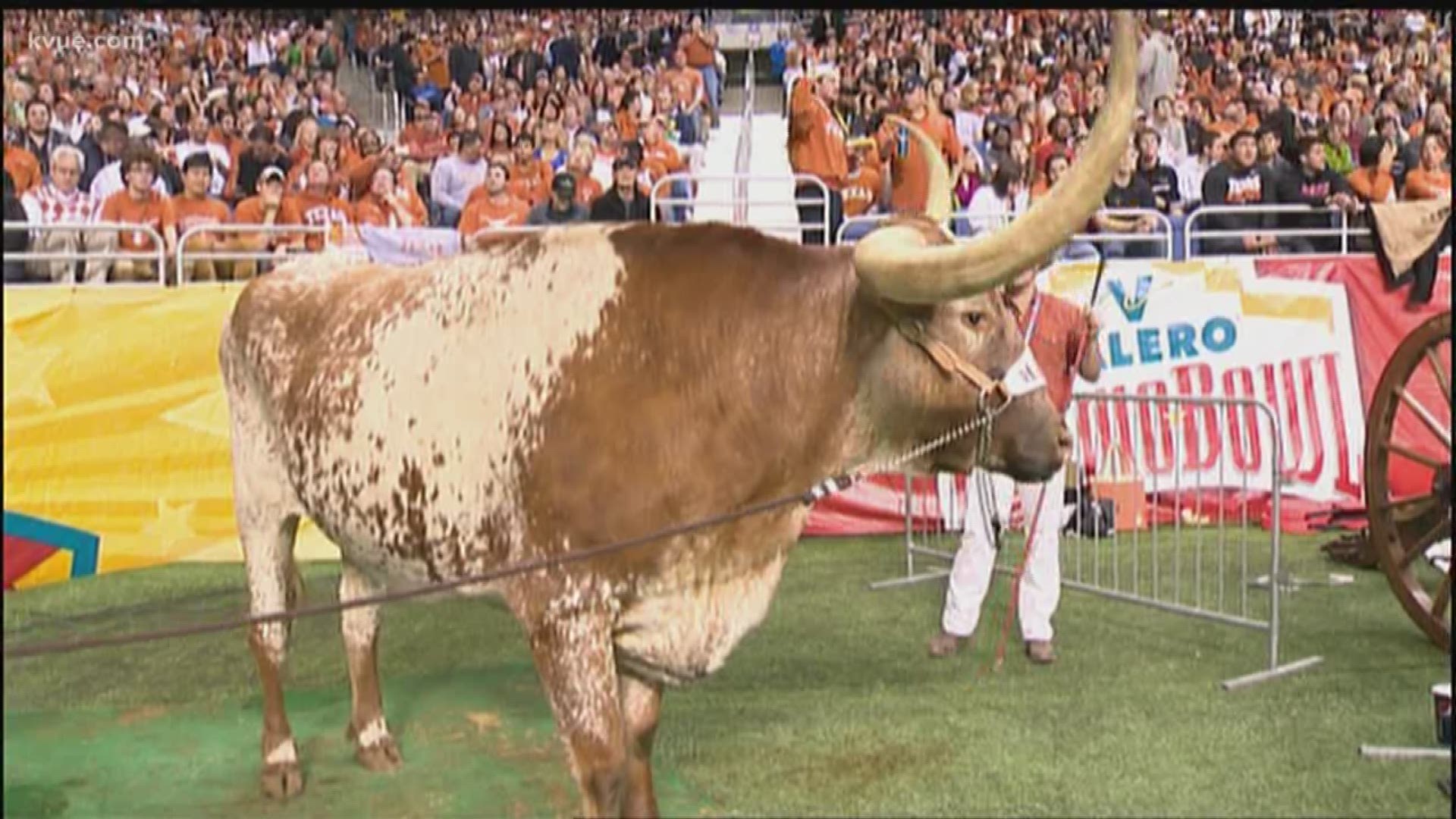 John and Betty Baker have raised championship cattle for decades. A chance meeting in 1988 led them to own arguably the most popular steer in Texas: the University of Texas Longhorns mascot.
STORY: http://www.kvue.com/news/local/how-an-austin-area-family-