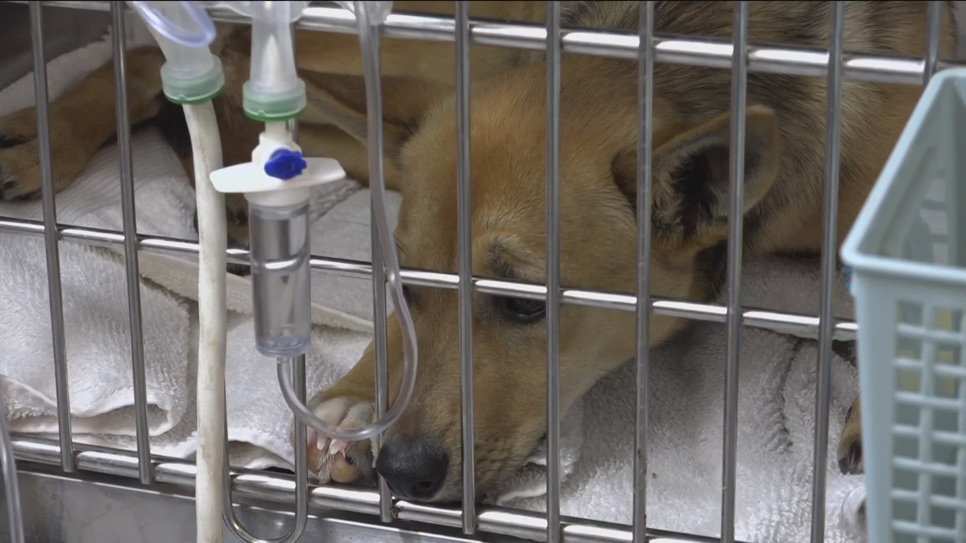 Under current Texas law, low-income pet owners are forced to surrender their pet to the shelter if they want to receive medical care.