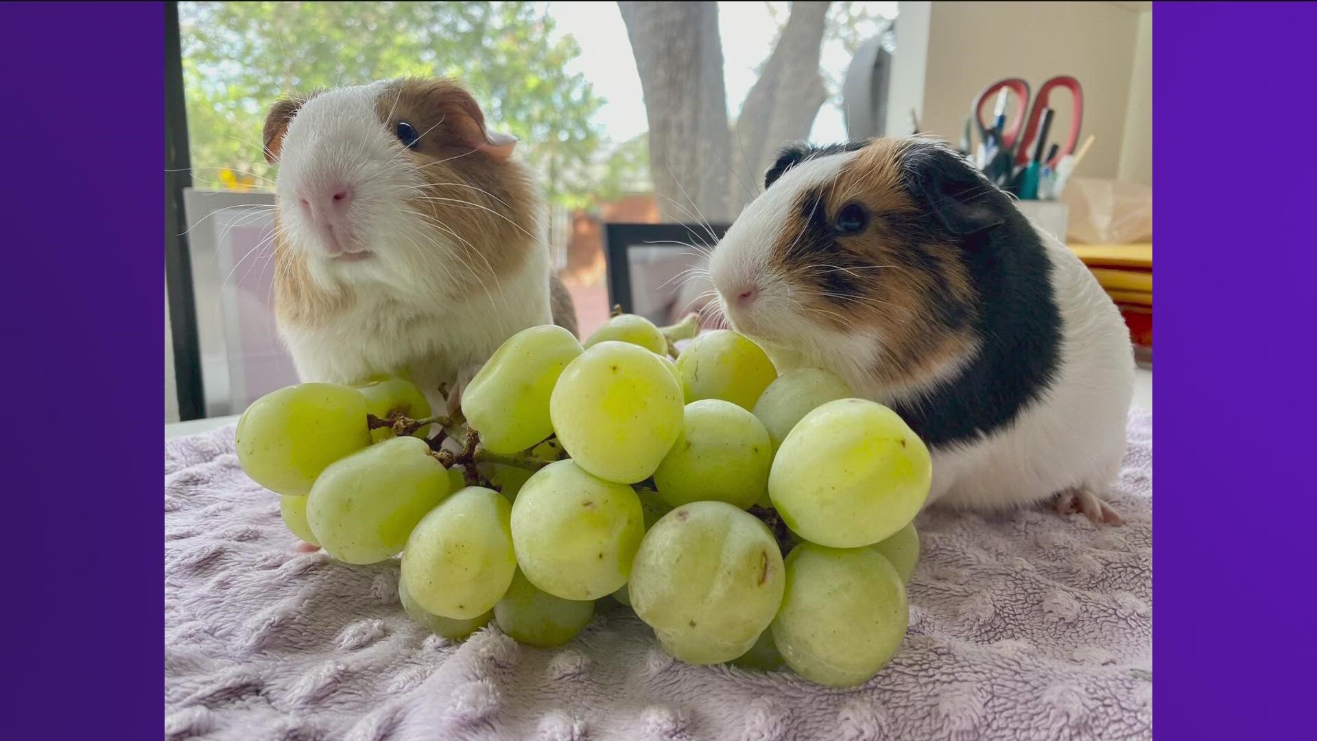 The guinea pigs have been found as far north as Round Rock and as south as Buda.