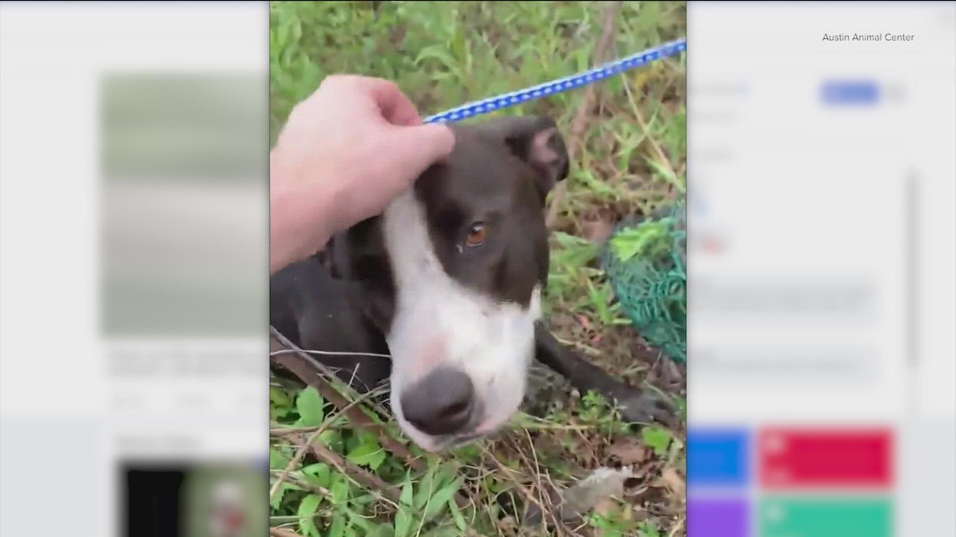 The Austin Animal Center said that, luckily, the wayward pup was microchipped.