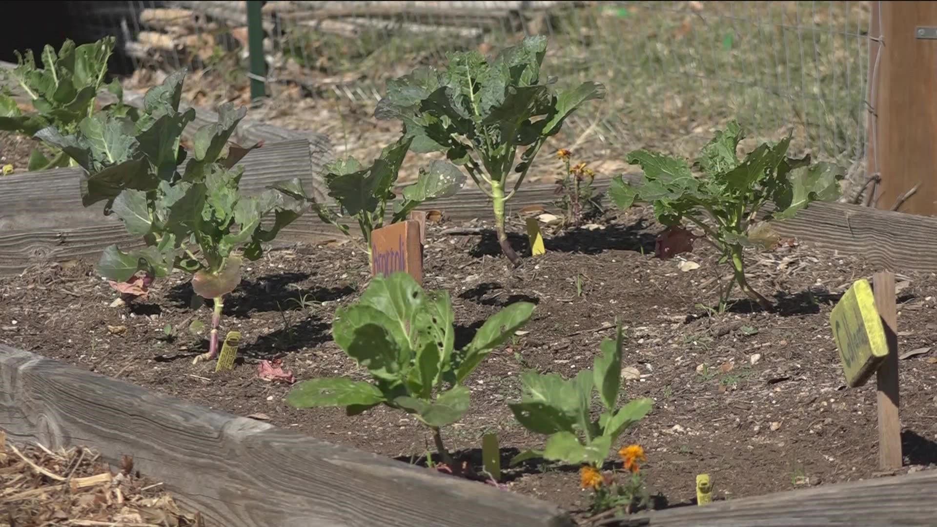 As a way to stop food insecurity in Austin, food forests are being set up to allow community members to get produce for free. KVUE's Pamela Comme explains.
