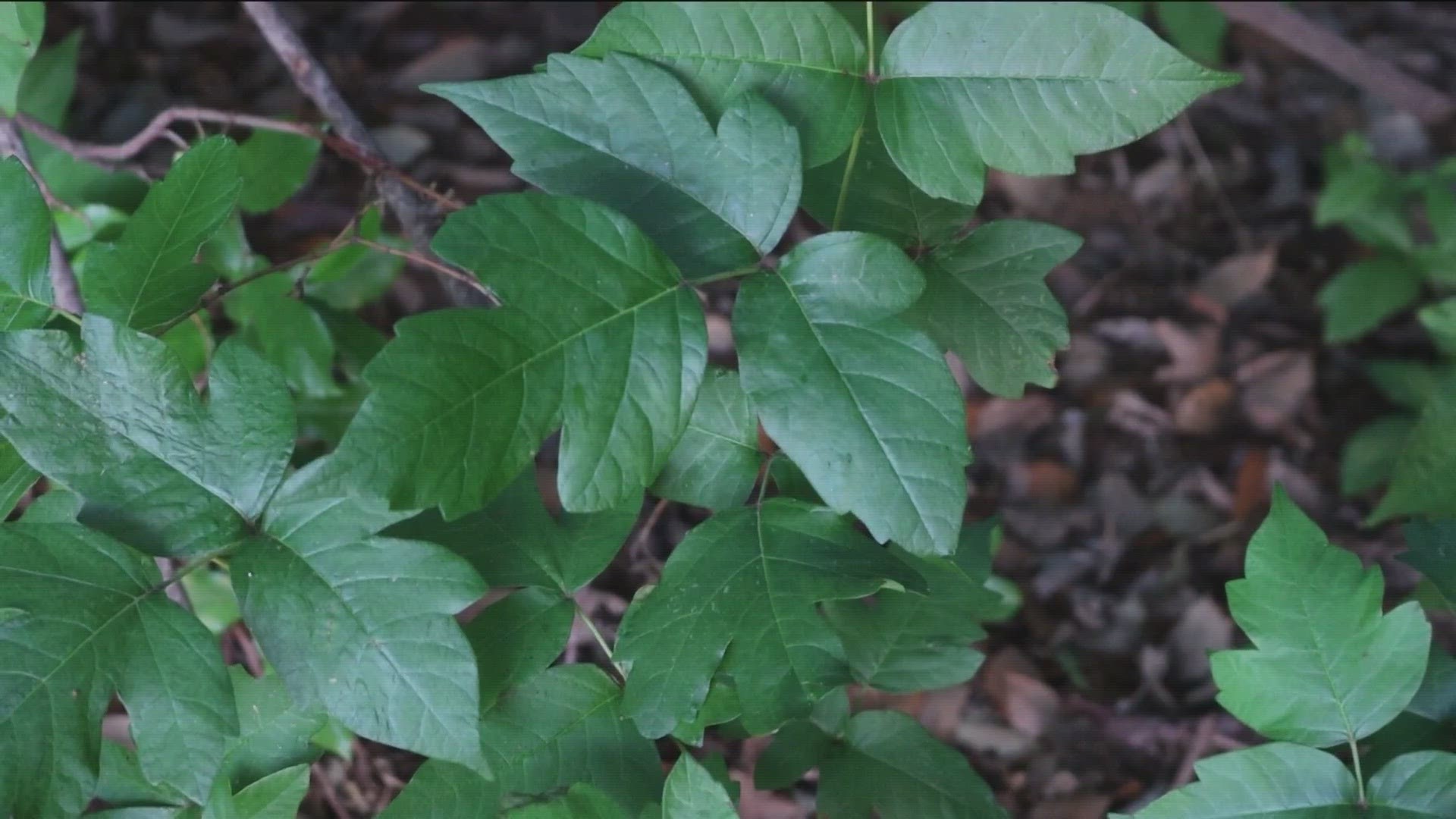 Because poison ivy is a native Texas plant, the City of Austin doesn't remove it - they just make sure it stays of the trails.