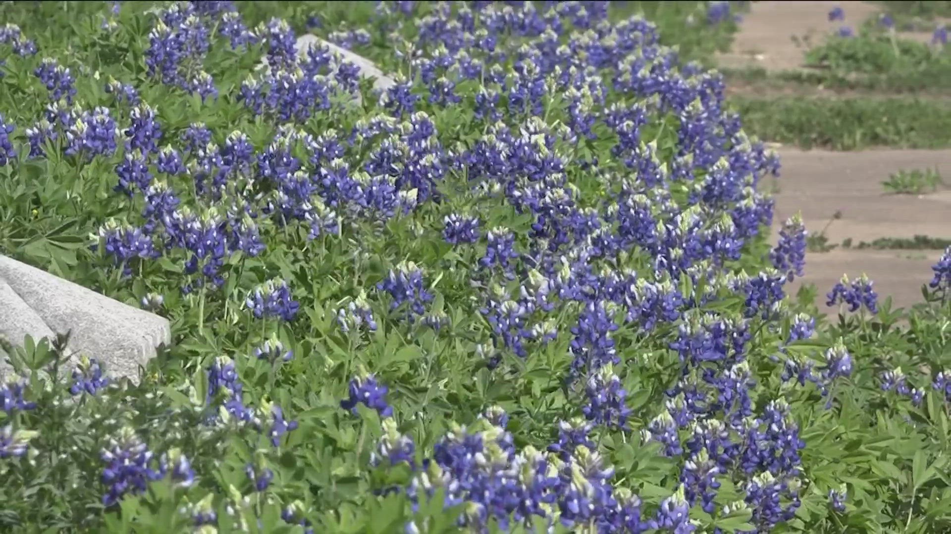 Spring has sprung! Bluebonnets are appearing a bit earlier than usual this year. KVUE's Pamela Comme spoke with experts about the early season.