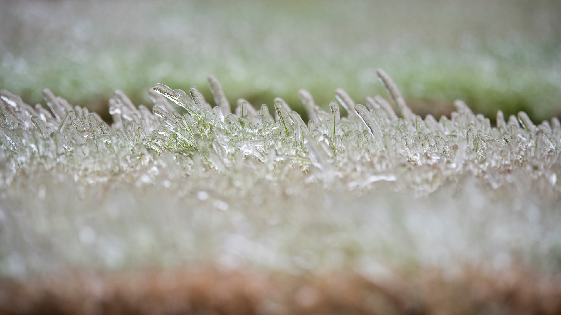 Experts say plants can get windburned or even die if they're not protected.