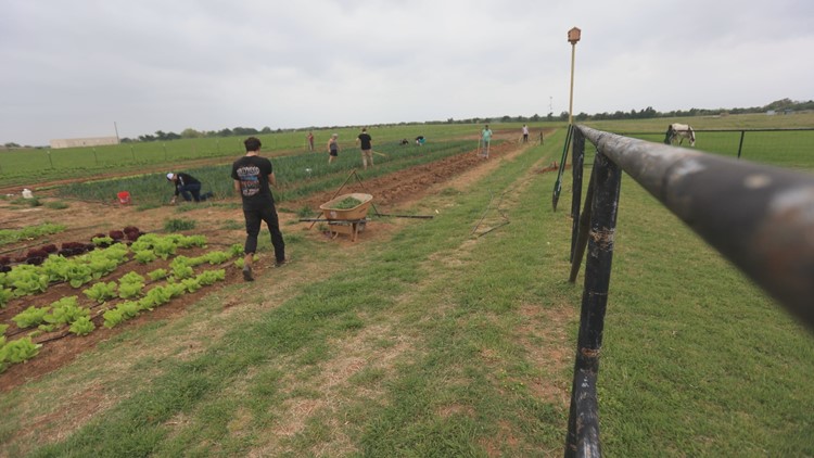 Produce isn’t the only thing that grows at this Texas farm
