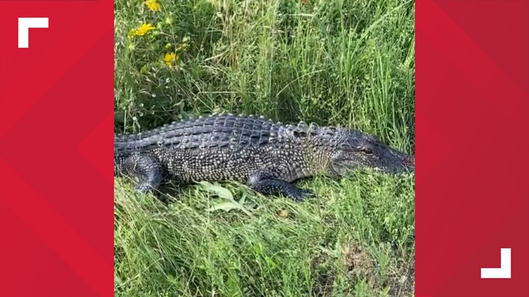 Oh snap! Alligator found in Fayette County