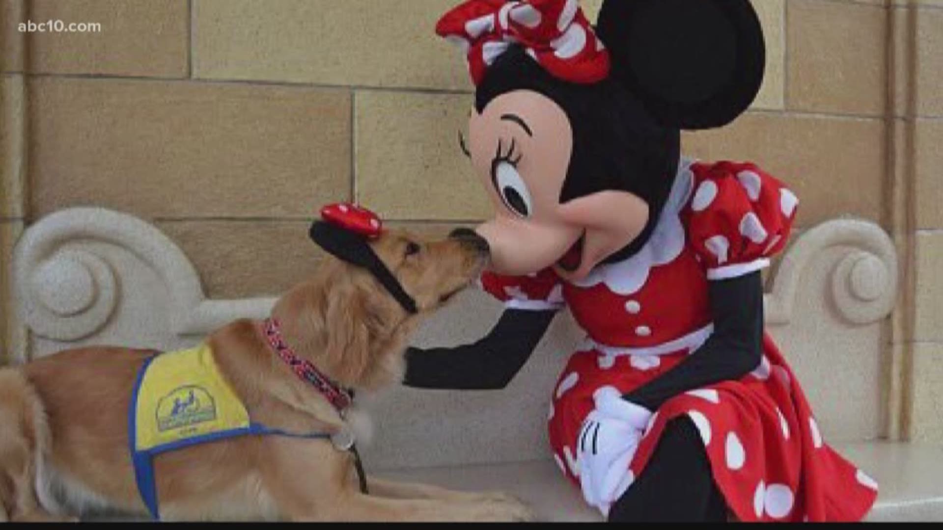 Photos of Sacramento service dogs at Disneyland go viral