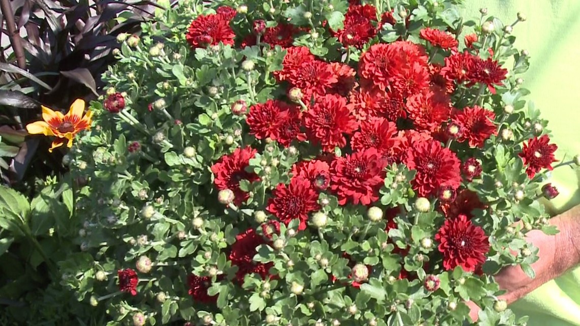 Fall flowers for the garden - Vimarsana News