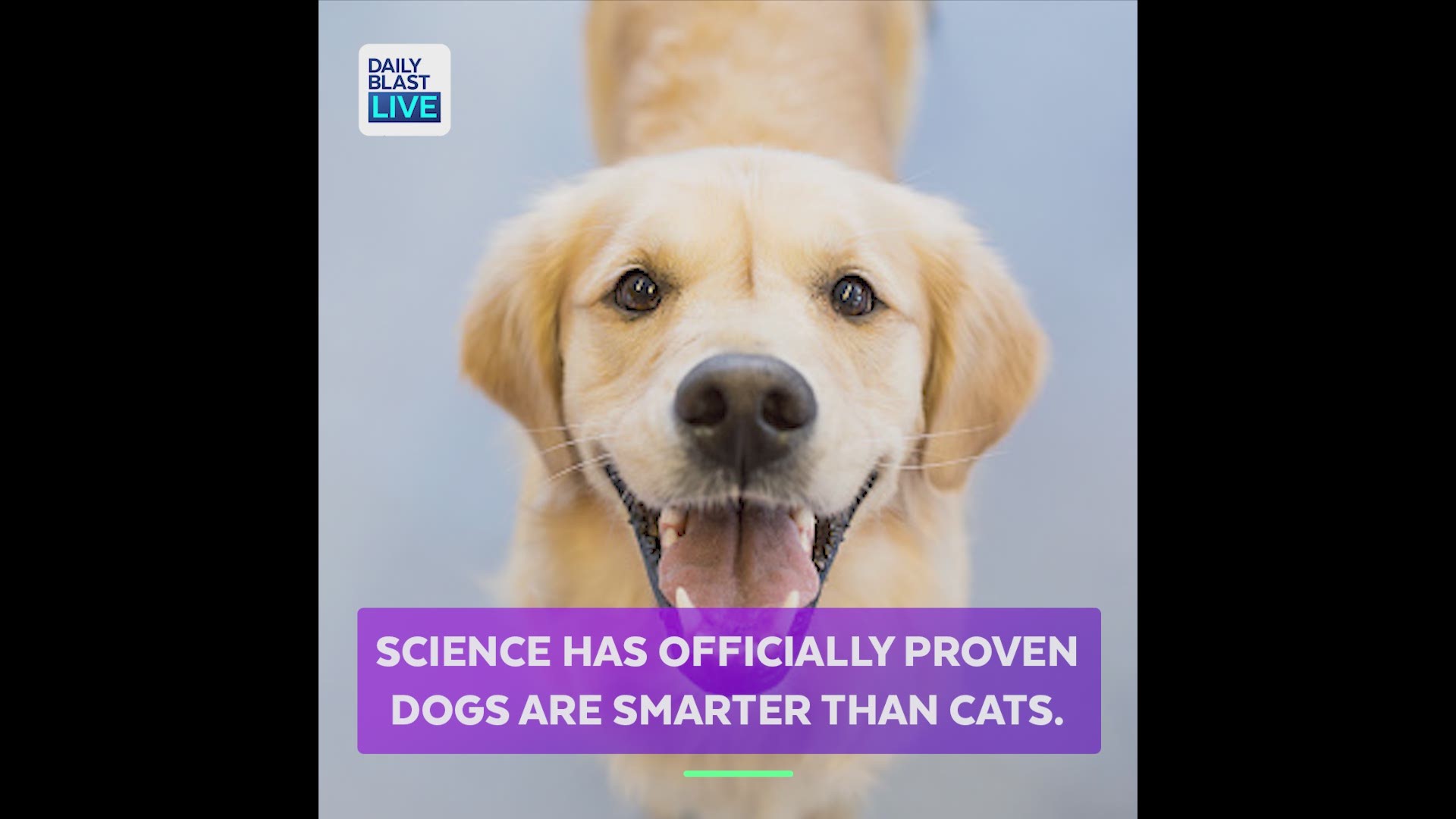 Are dogs smarter than cats? Yes, and science proves it
