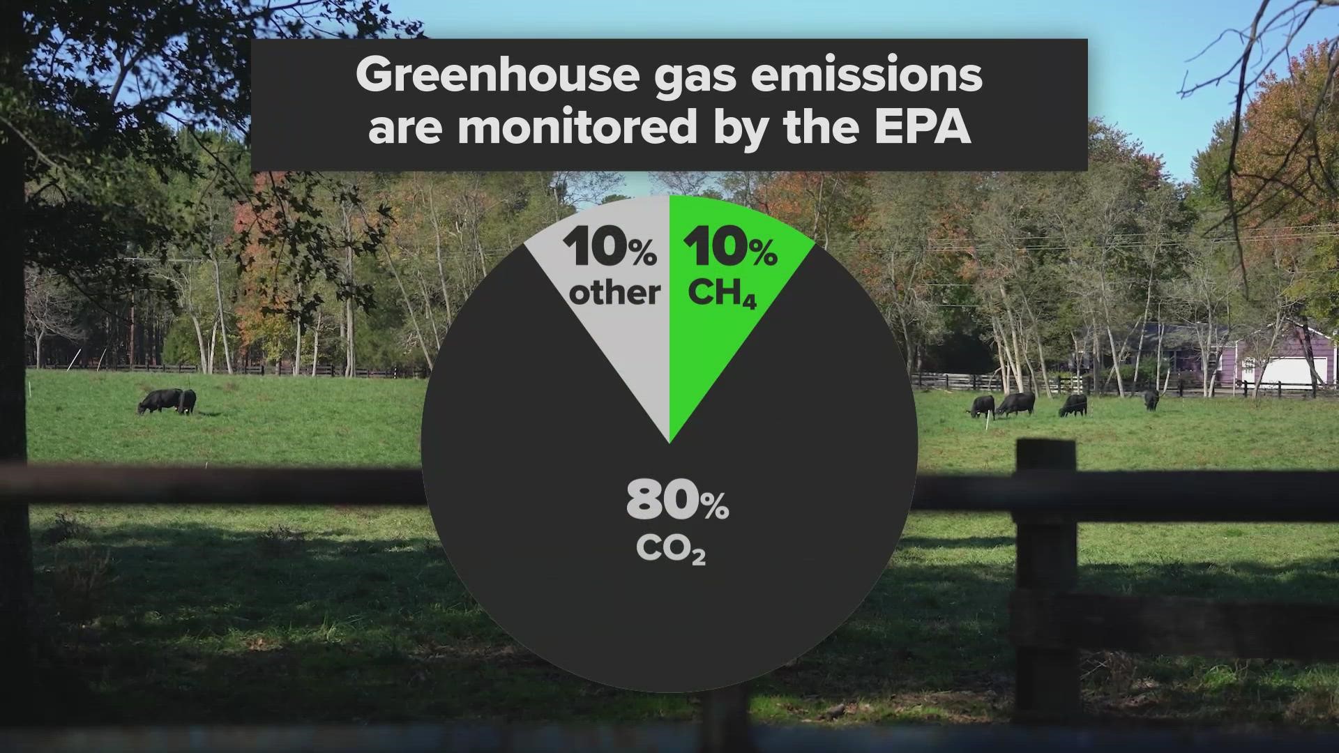 Livestock accounts for 37% of all U.S. methane emissions, and cattle are responsible for much of that, producing 86.2% of that methane.