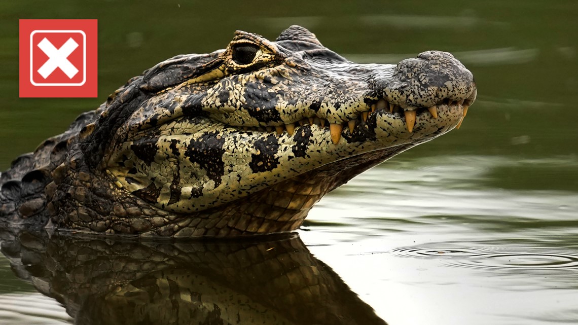 Viral video doesn't show 'crocodile invasion' at beach - Vimarsana News