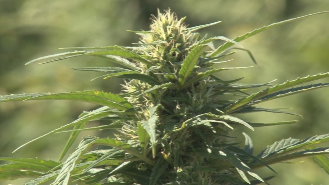 Texas veterans vow to protect hemp market - Vimarsana News