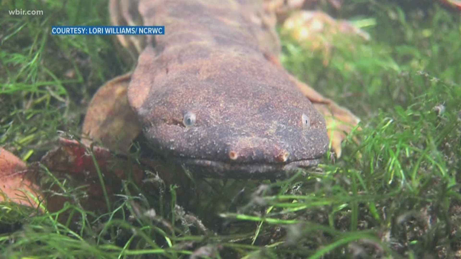 Your social media posts may be to blame for the destruction of the habitat of one of the most well-known creatures in the Smokies.