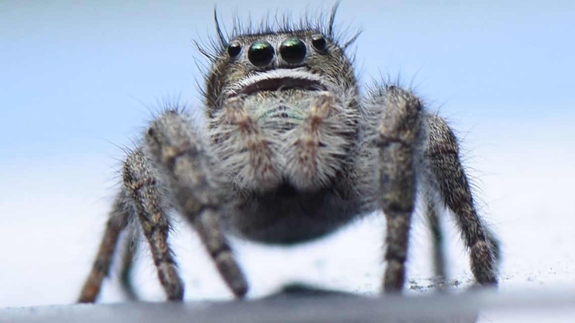 New list names 677 species of spiders living in Maine | kcentv.com