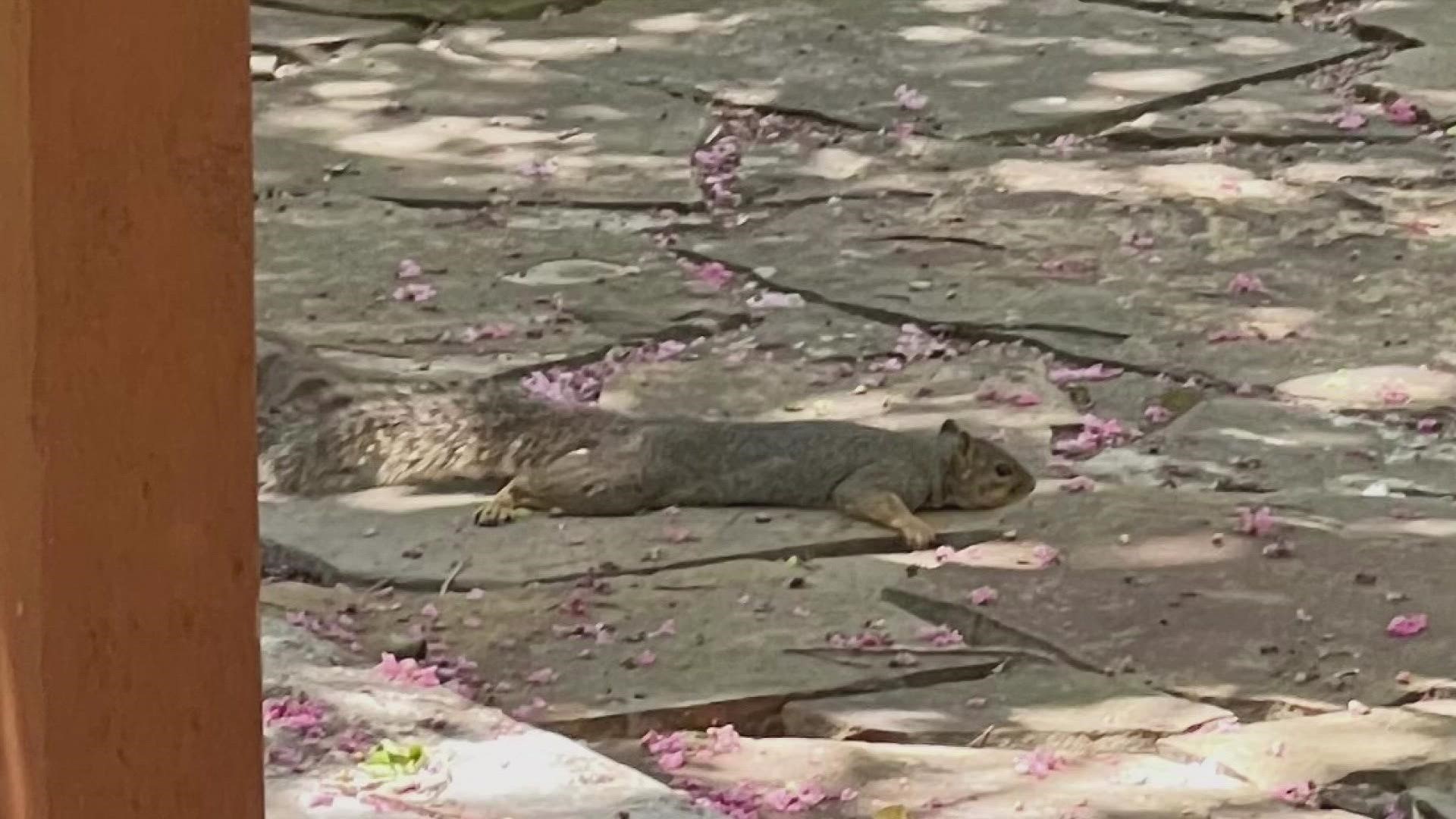 Have you heard of "splooting"? Squirrels are doing it to stay cool in this Texas heat.