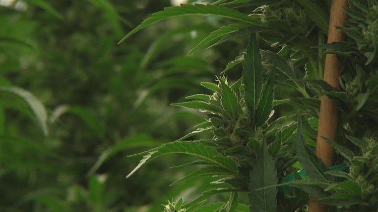 Killeen, Harker Heights voters approve decriminalization of marijuana