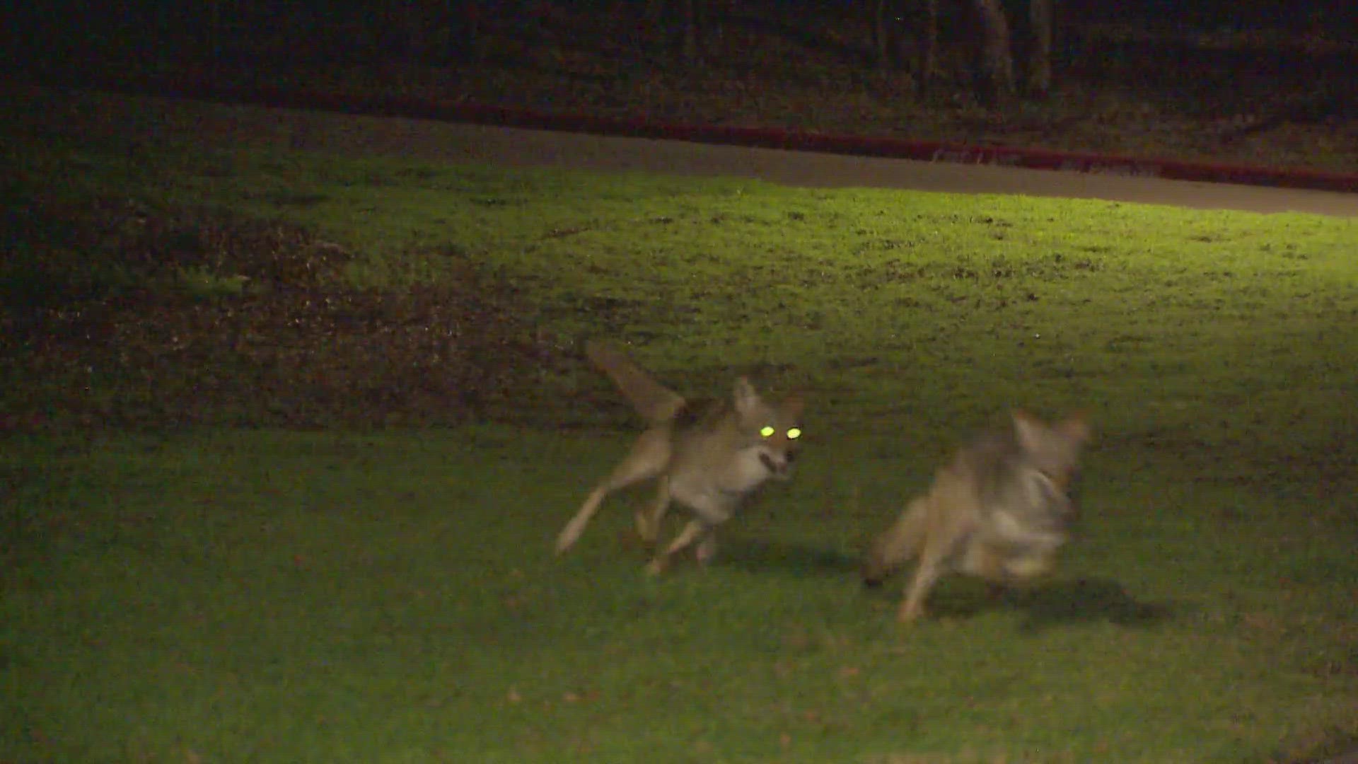 The park in the 600 block of Van Buren Drive in north Arlington is closed to the public while animal services staff works to trap the coyote, officials say.