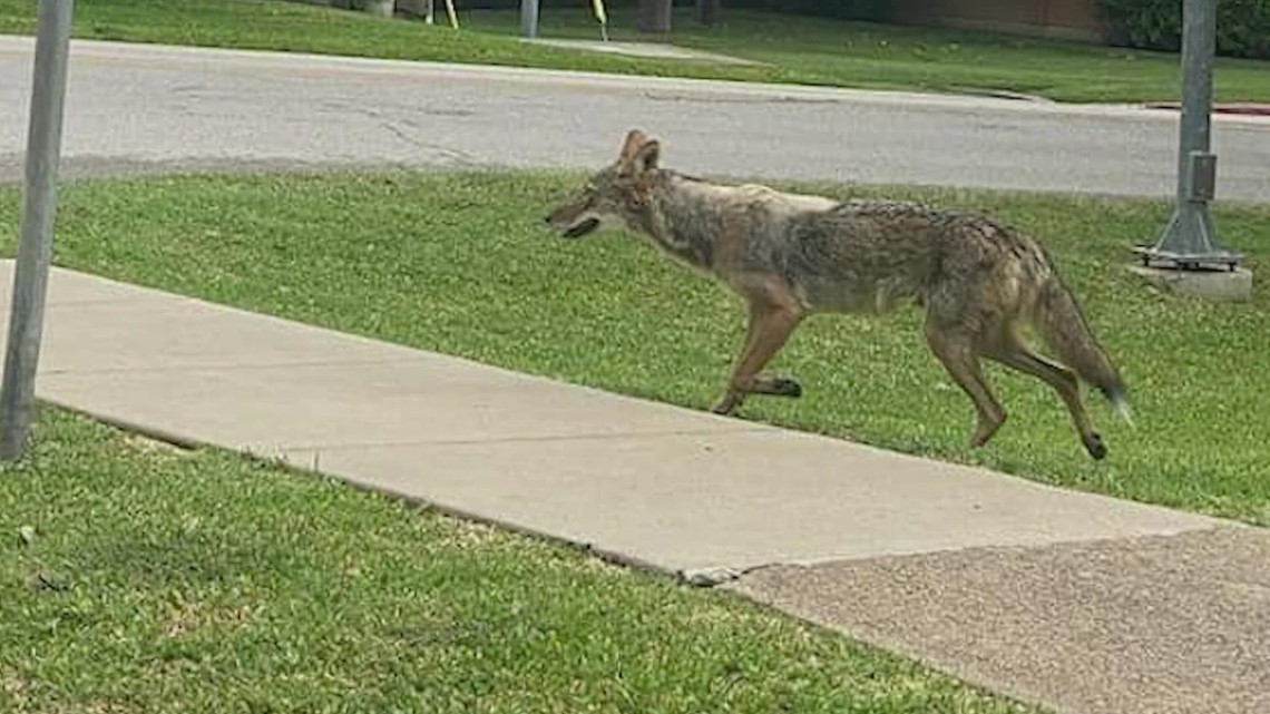 Child attacked by coyote in Dallas, police say - Vimarsana News