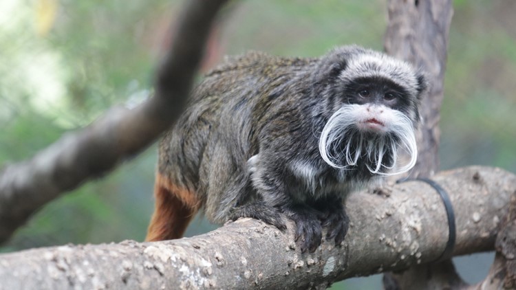 Dallas police looking for person in connection to missing emperor tamarin monkeys at Dallas Zoo
