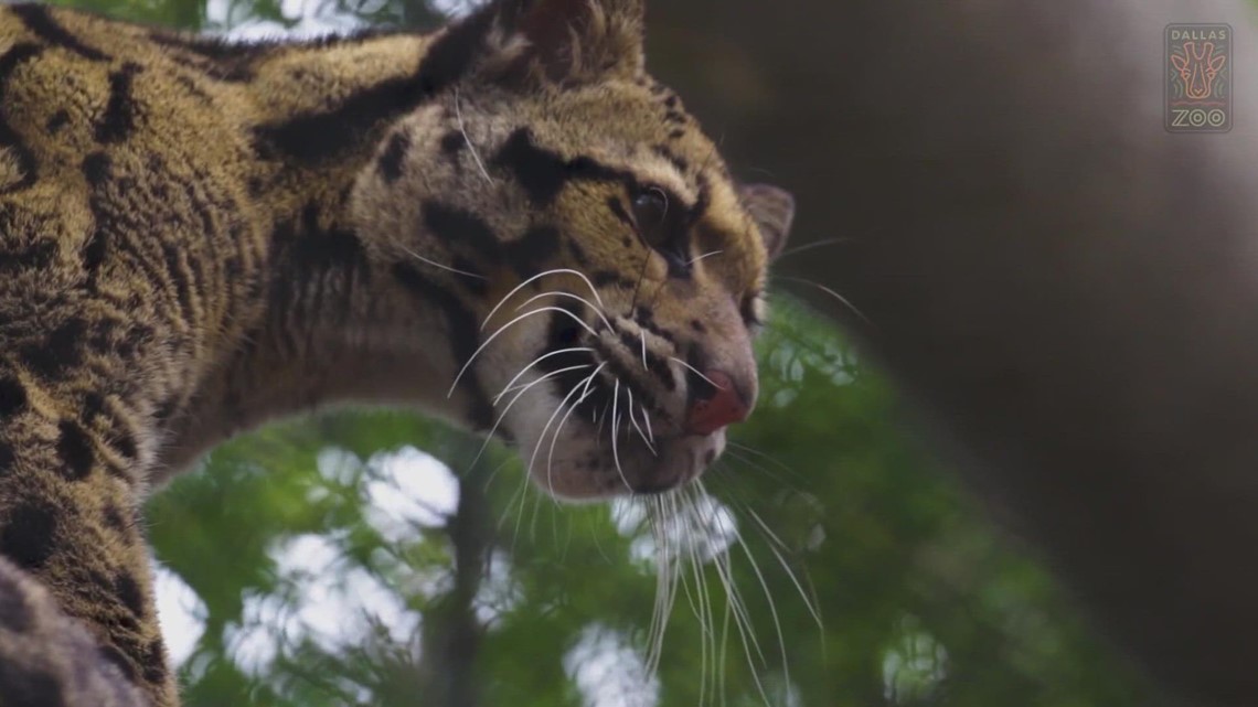 Missing Dallas Zoo leopard found: Officials report no injuries - Vimarsana News