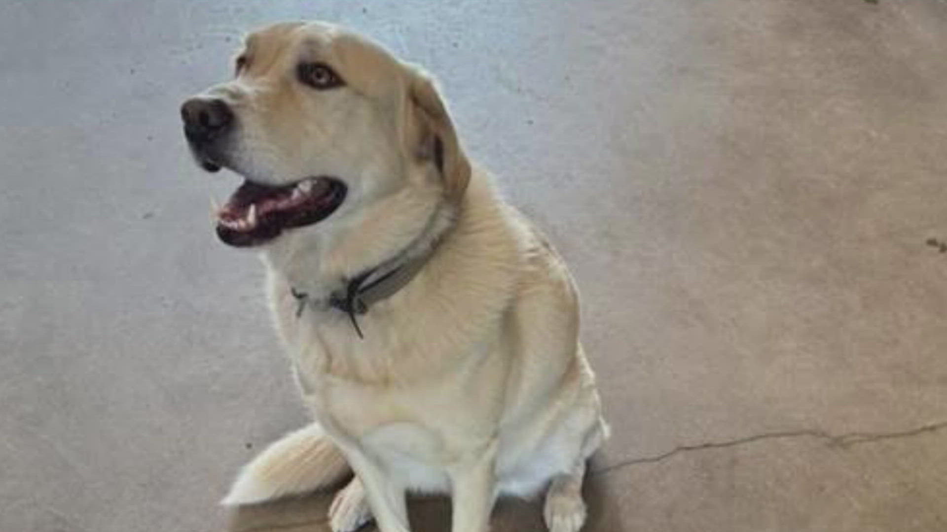 The Midlothian Fire Department shared that their beloved firehouse dog, Riggs, was struck by a vehicle on the highway and did not survive.
