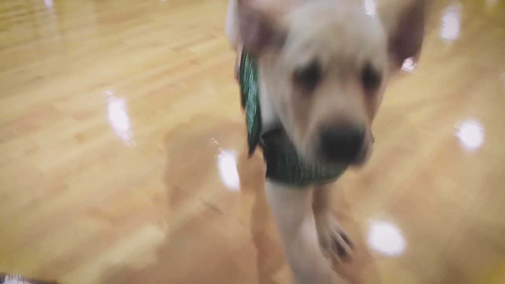 Swish the Puppy is melting hearts across the internet after his introduction to Dirk Nowitzki. Video: Dallas Mavericks