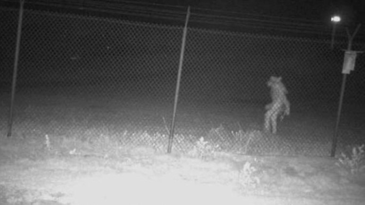 What is it? Texas zoo captures 'strange image' of an unidentified creature