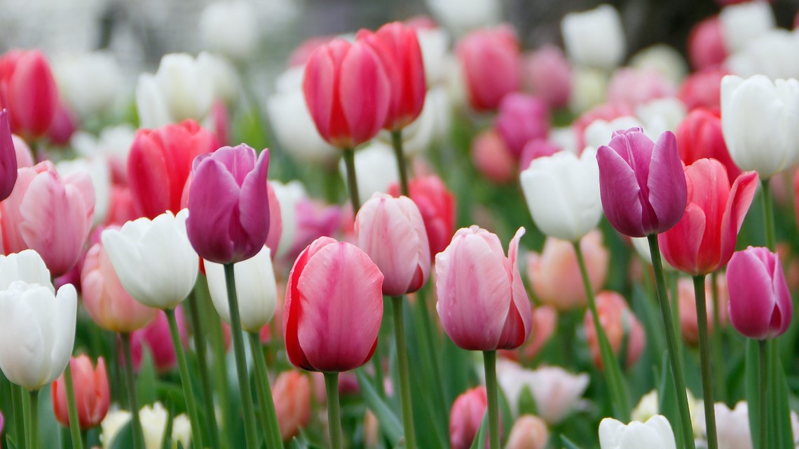 Texas Tulipalooza 2023 | kcentv.com - Vimarsana News