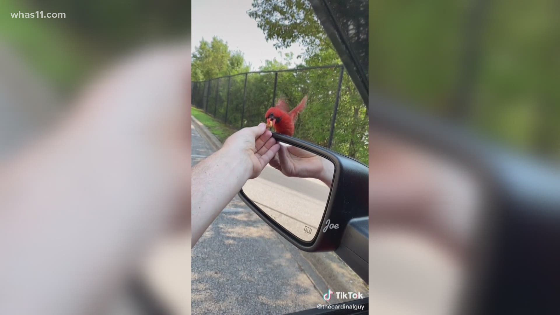 With over a million views on TikTok, Joe Castello is known as the "Cardinal Guy," because of his feathered friend, Siva. Their unique relationship has garnered a lot