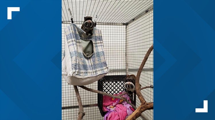 Police: Man arrested in taking of monkeys from Dallas Zoo